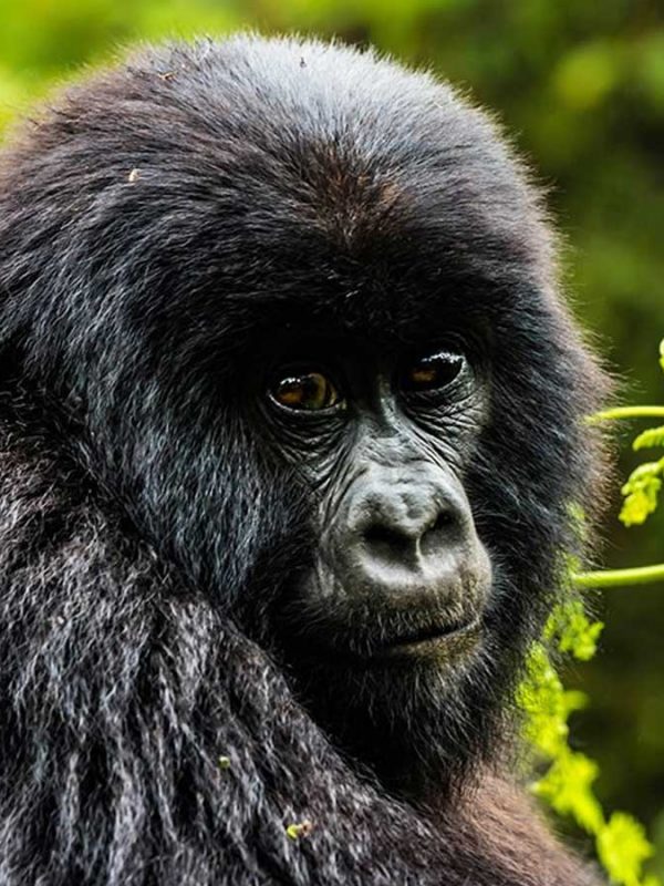 1-day-rwanda-gorilla-tour, Rwanda Safaris