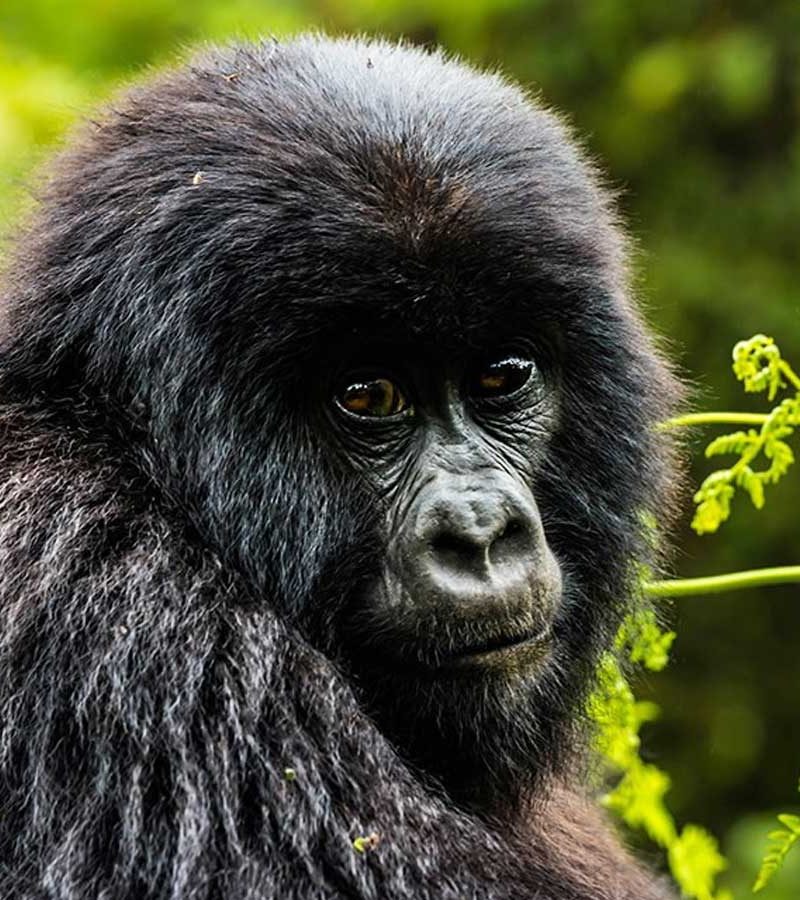 1-day-rwanda-gorilla-tour, Rwanda Safaris
