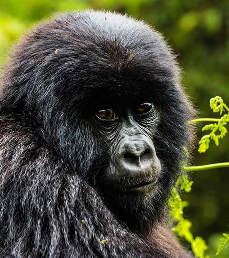 1-day-rwanda-gorilla-tour