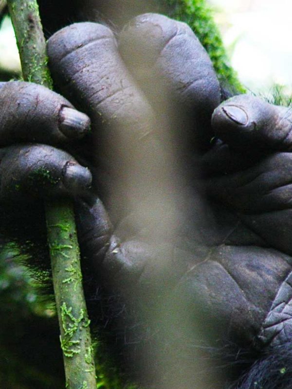 1-day-uganda-gorilla-trekking-tour, Safari Offers