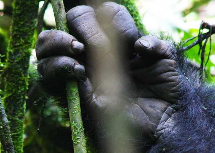 1-day-uganda-gorilla-trekking-tour