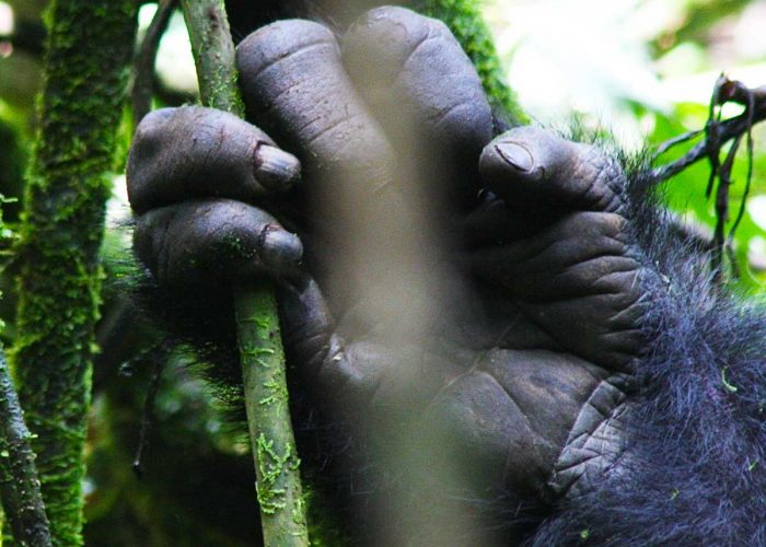 1-day-uganda-gorilla-trekking-tour, Safari Offers