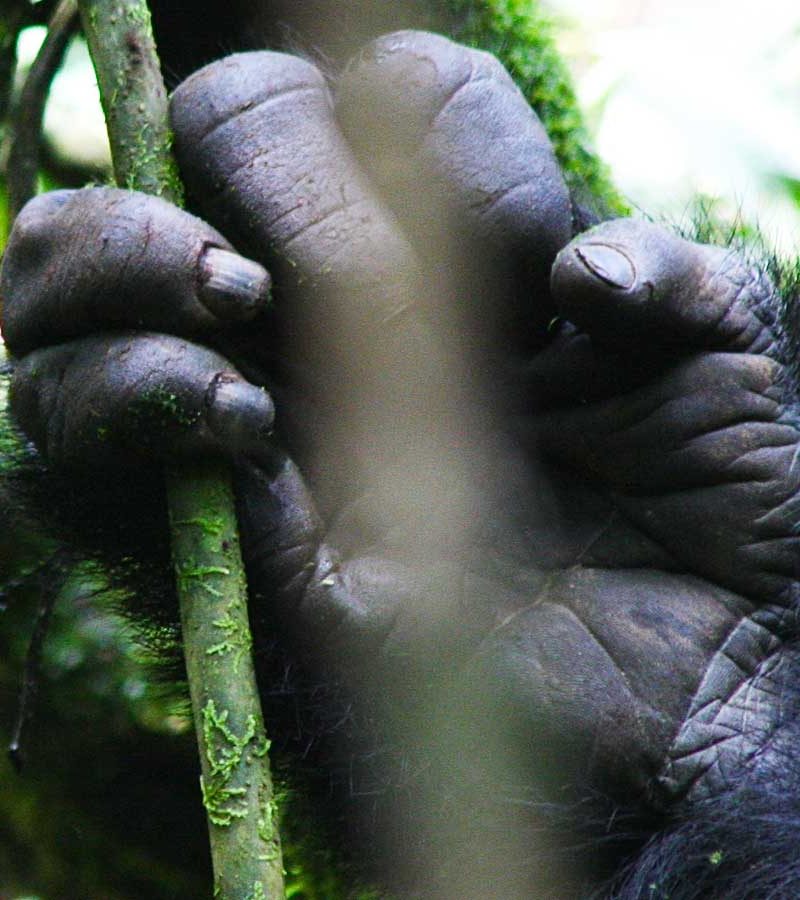 1-day-uganda-gorilla-trekking-tour