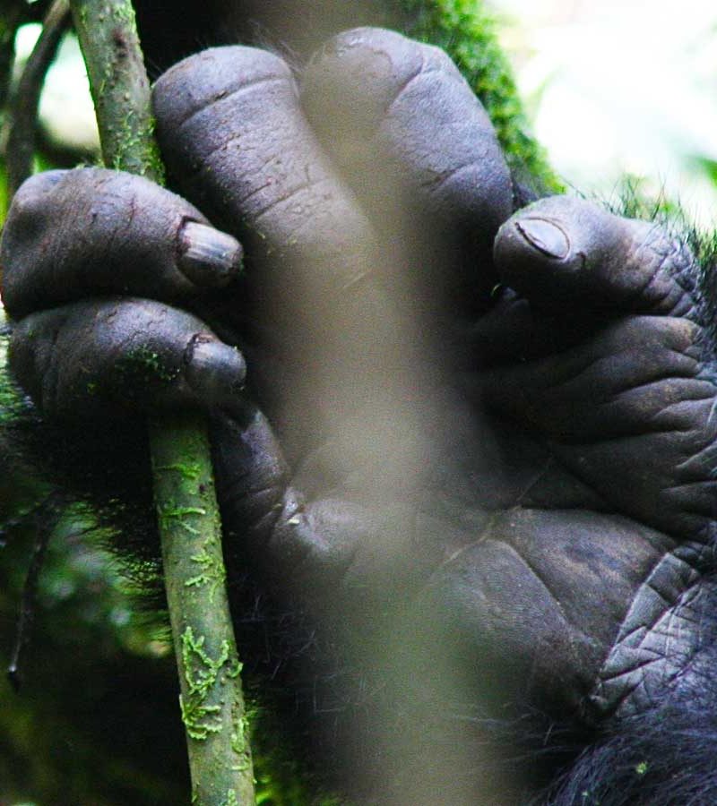 1-day-uganda-gorilla-trekking-tour, Safari Offers