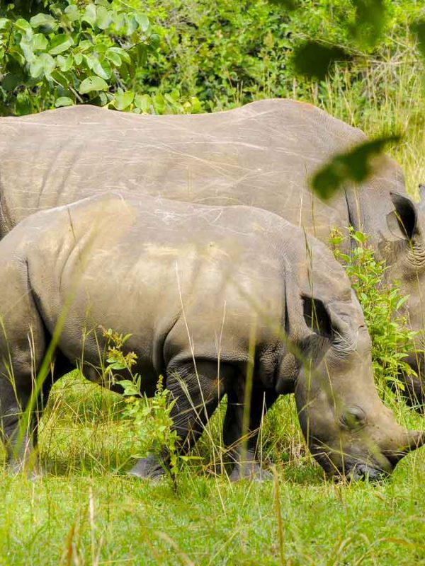 1-day-ziwa-rhino-tracking-tour, Day Tours, Ziwa Rhino Sanctuary
