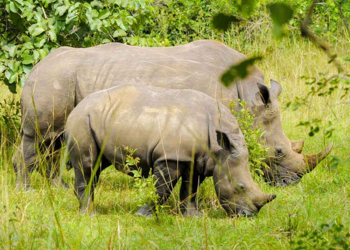 1-day-ziwa-rhino-tracking-tour, Day Tours, Ziwa Rhino Sanctuary