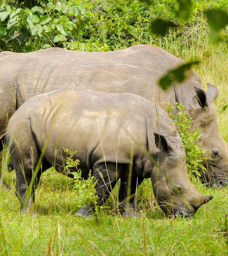 1-day-ziwa-rhino-tracking-tour, Day Tours, Ziwa Rhino Sanctuary