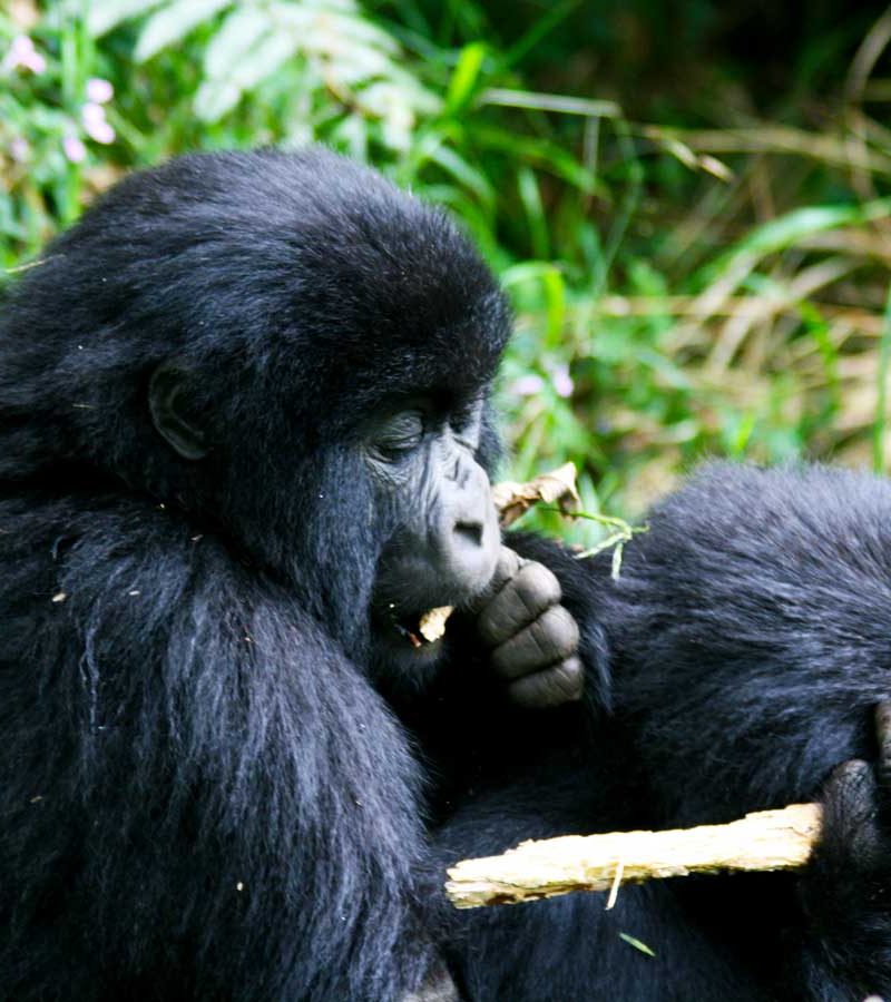 12-days-uganda-safari, 6 Days Uganda Gorilla and Wildlife Safari