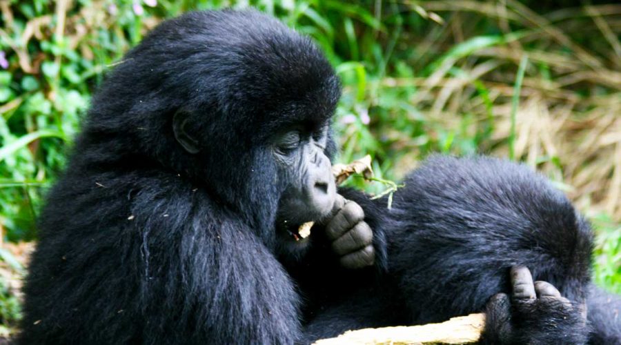 12-days-uganda-safari, 6 Days Uganda Gorilla and Wildlife Safari