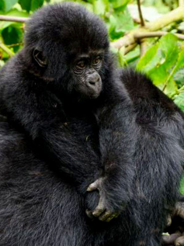 2-days-gorilla-trekking-rwanda