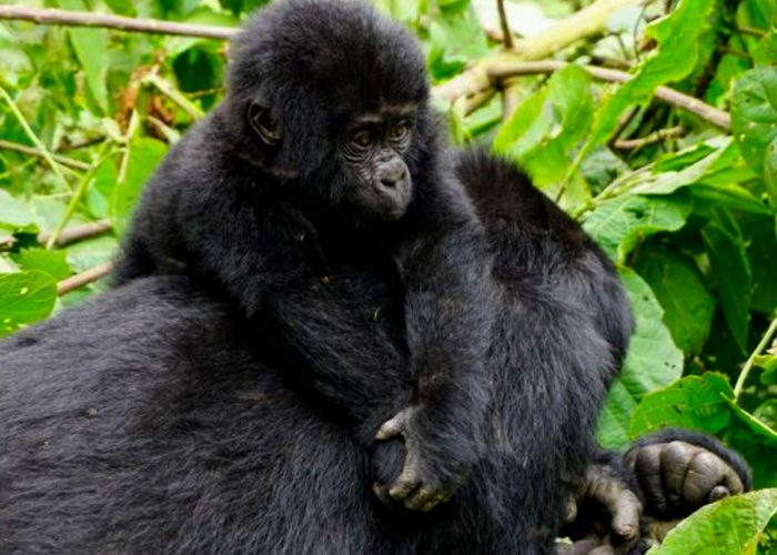 2-days-gorilla-trekking-rwanda