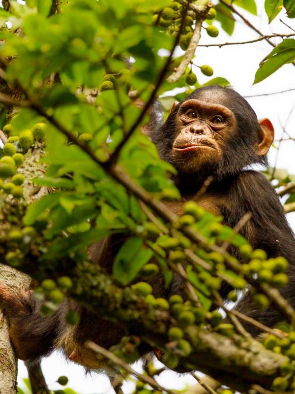 2-days-nyungwe-chimpanzee-trekking-tour