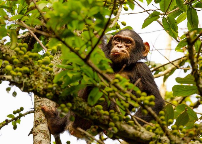 2-days-nyungwe-chimpanzee-trekking-tour, Nyungwe Forest National Park