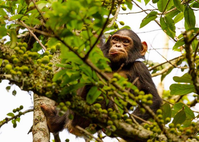 2-days-nyungwe-chimpanzee-trekking-tour