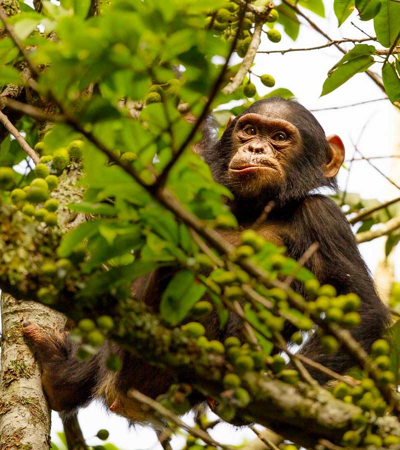 2-days-nyungwe-chimpanzee-trekking-tour, Nyungwe Forest National Park