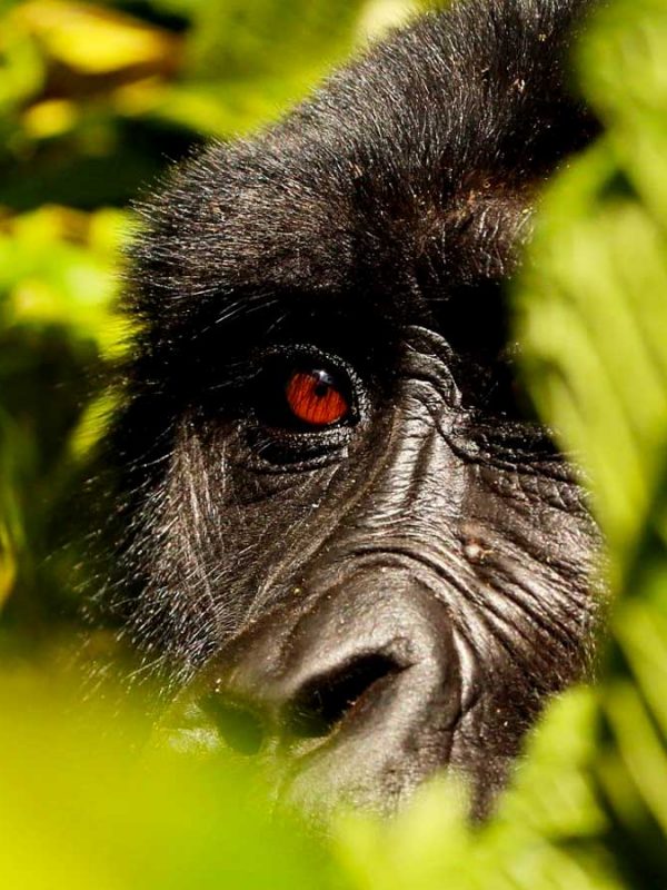 2-days-uganda-gorilla-tour-from-kigali