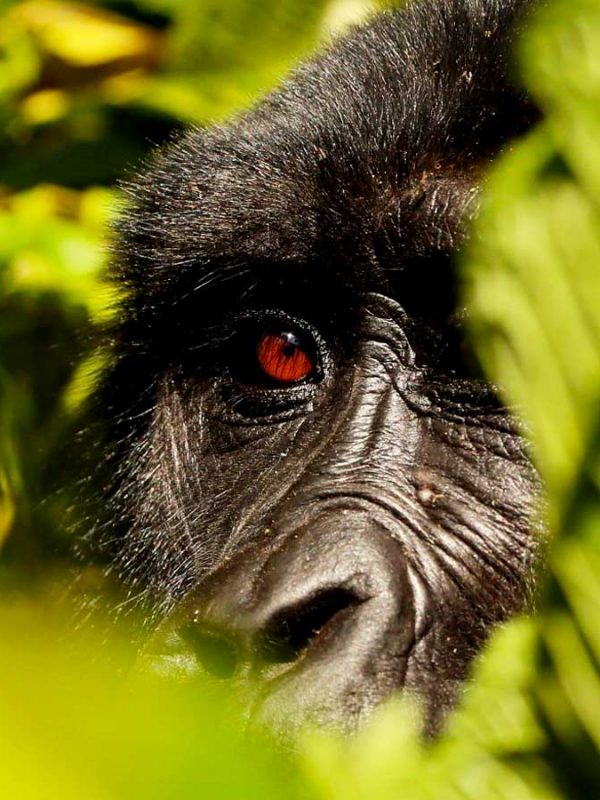2-days-uganda-gorilla-tour-from-kigali, Contact Us