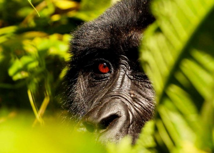 2-days-uganda-gorilla-tour-from-kigali, Contact Us