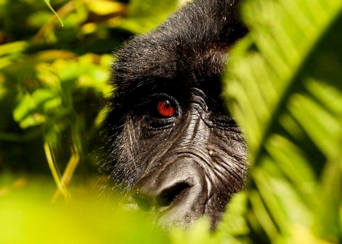 2-days-uganda-gorilla-tour-from-kigali