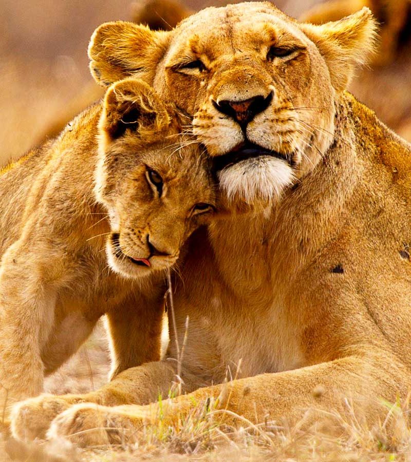 3-days-akagera-wildlife-tour