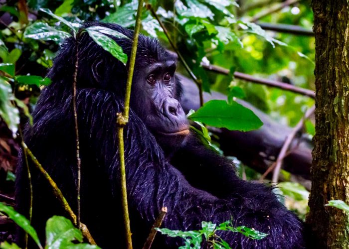 3-days-bwindi-gorilla-tracking-safari