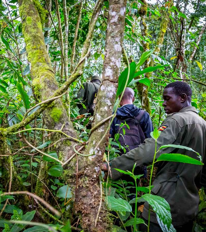 3-days-gorilla-habituation-experience