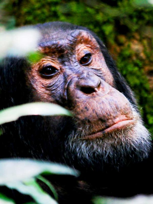 3-days-kibale-chimpanzee-trekking-safari, 8 Days Uganda Ultimate Primate Safari