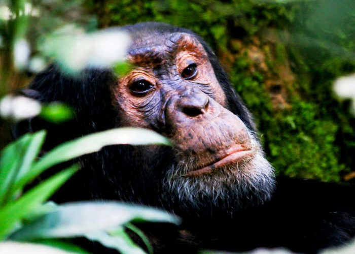 3-days-kibale-chimpanzee-trekking-safari