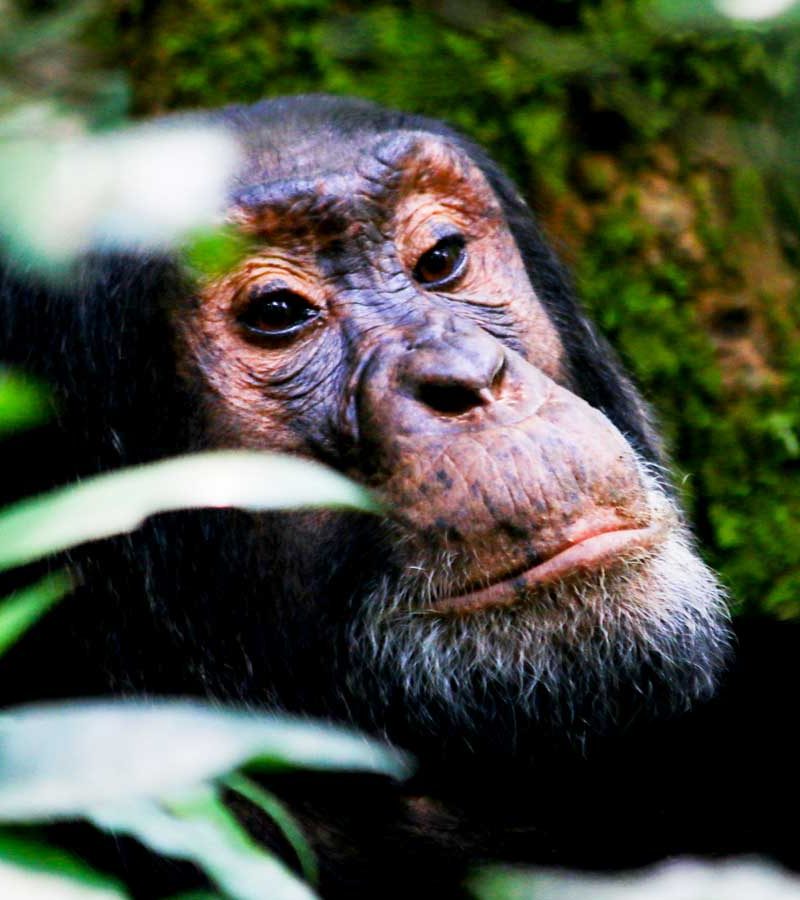 3-days-kibale-chimpanzee-trekking-safari, 8 Days Uganda Ultimate Primate, Kibale Forest National Park Safari