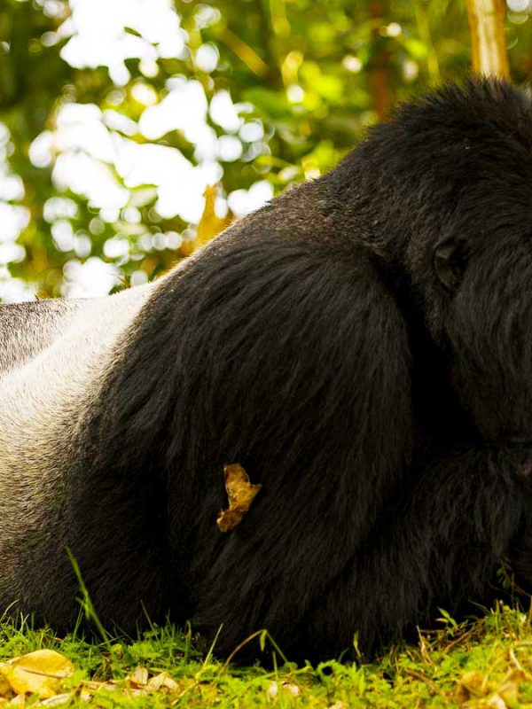 3-days-mgahinga-gorilla-trekking-tour