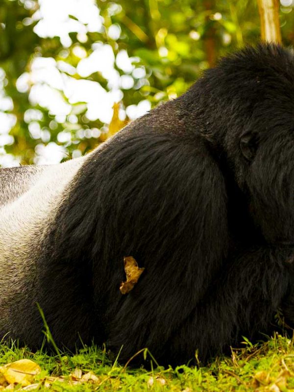 3-days-mgahinga-gorilla-trekking-tour, Mgahinga Gorilla National Park