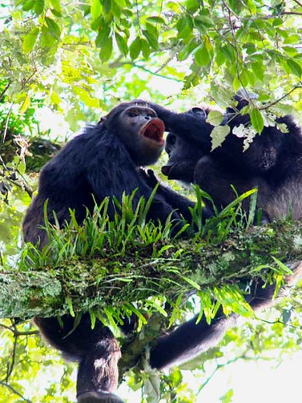 3-days-nyungwe-chimpanzee-tracking-tour