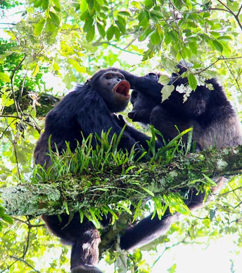 3-days-nyungwe-chimpanzee-tracking-tour