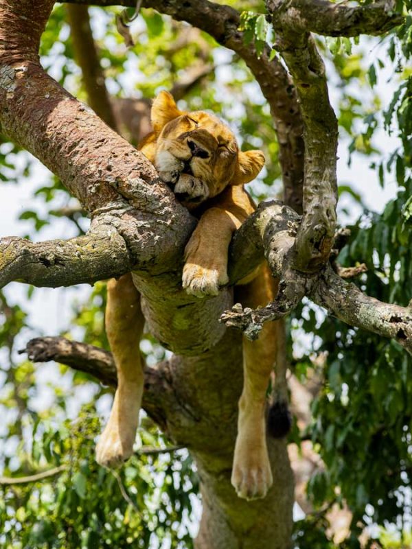 3-days-queen-elizabeth-wildlife-tour, Queen Elizabeth National Park