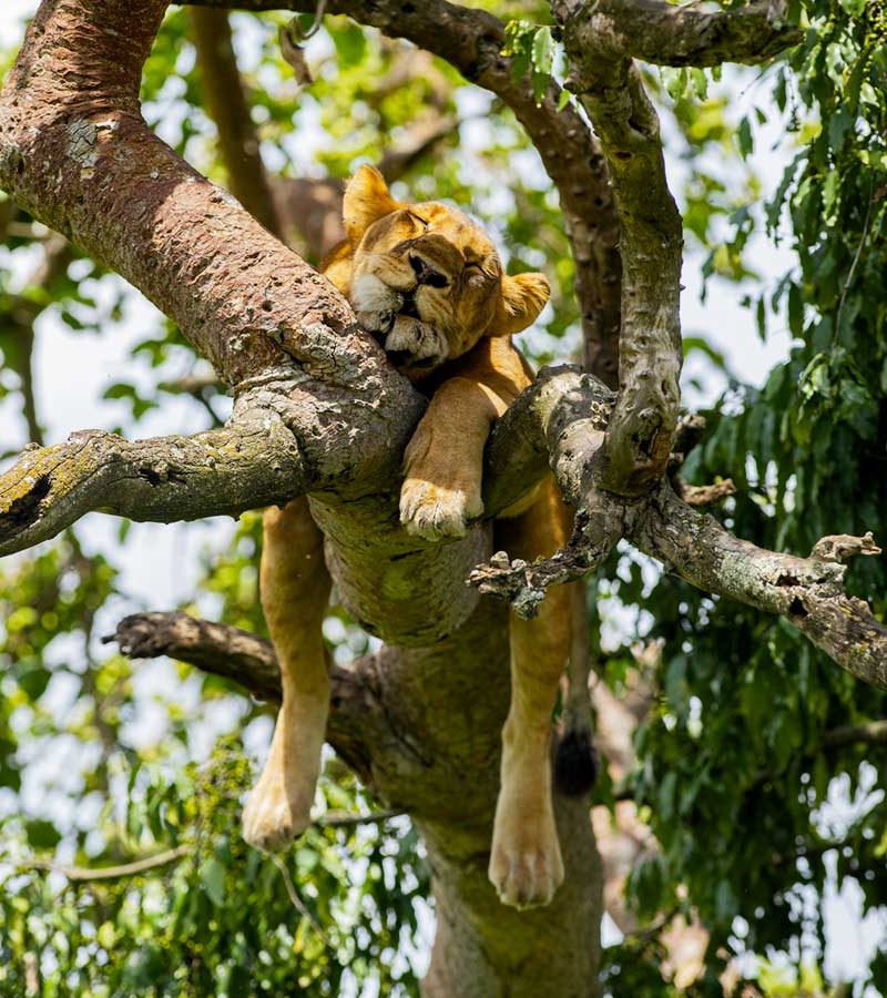 3-days-queen-elizabeth-wildlife-tour, Queen Elizabeth National Park