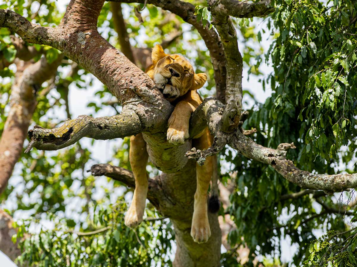 3-days-queen-elizabeth-wildlife-tour, Queen Elizabeth National Park