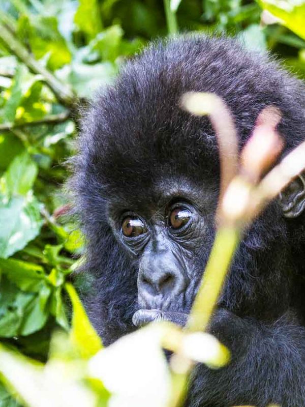 3-days-rwanda-gorilla-safari, Combined Safaris