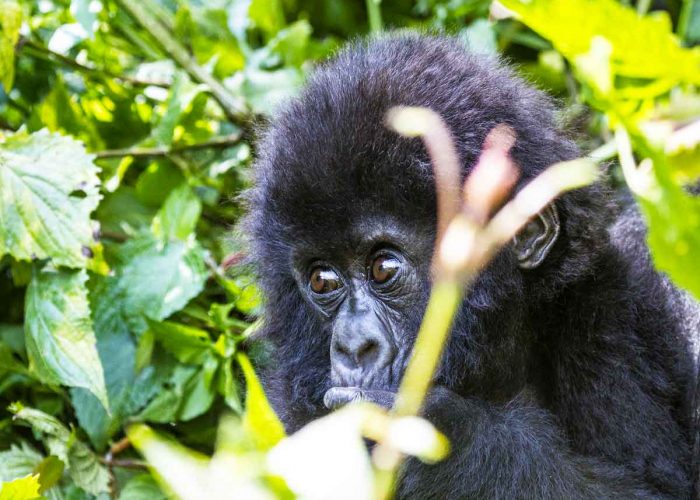 3-days-rwanda-gorilla-safari