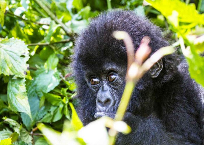 3-days-rwanda-gorilla-safari, Combined Safaris