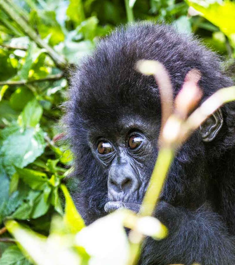 3-days-rwanda-gorilla-safari, Combined Safaris