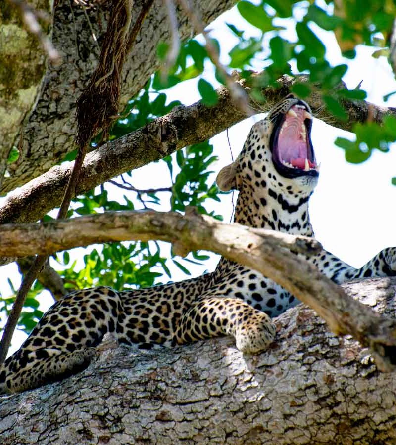 4-days-kidepo-fly-in-safari