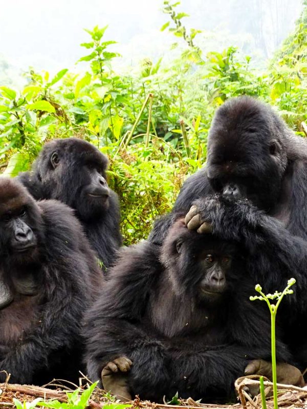 4-days-rwanda-double-gorilla-tour, Frequently Asked Questions, Volcanoes National Park
