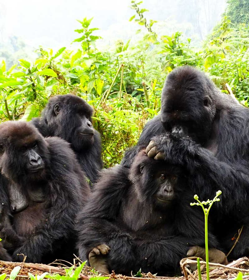 4-days-rwanda-double-gorilla-tour, Frequently Asked Questions, Volcanoes National Park