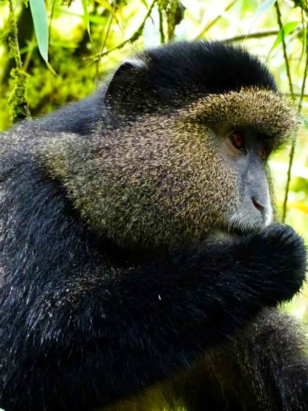 4-days-rwanda-gorilla-golden-monkey-tour