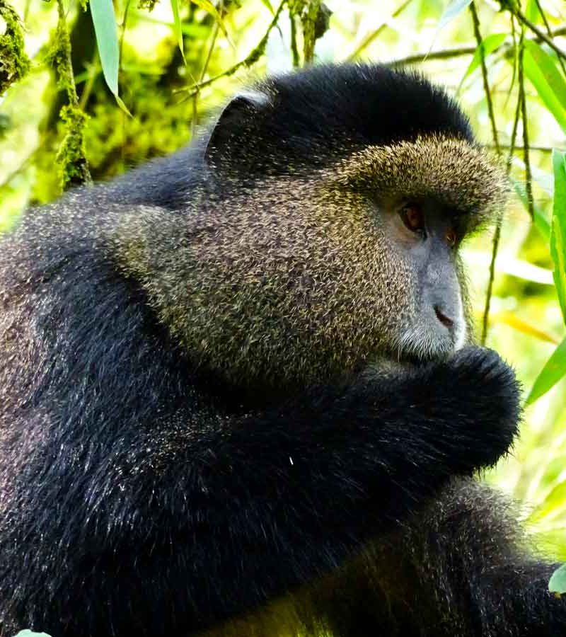 4-days-rwanda-gorilla-golden-monkey-tour