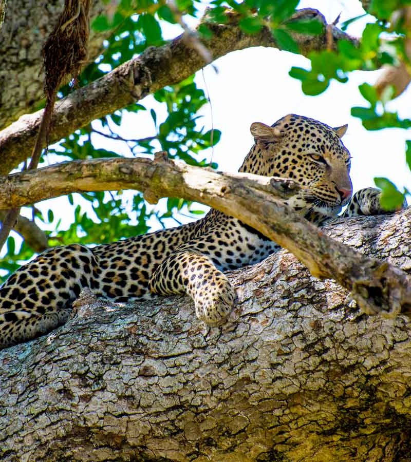 5-days-kidepo-valley-wildlife-safari, Kidepo Valley National Park