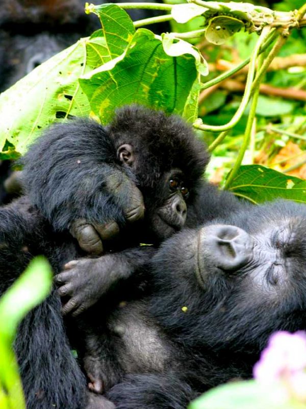 5-days-rwanda-gorilla-wildlife-safari