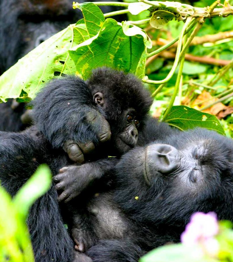 5-days-rwanda-gorilla-wildlife-safari