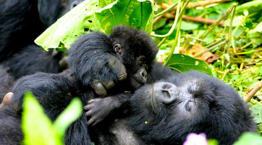 5-days-rwanda-gorilla-wildlife-safari