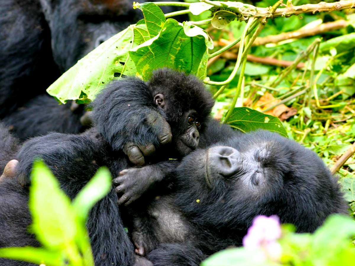 5-days-rwanda-gorilla-wildlife-safari